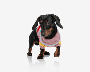 dynamic little teckel dachshund dog in knitted sweather running