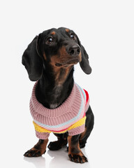 curious lovely teckel dachshund doggy in knitted sweather looking up