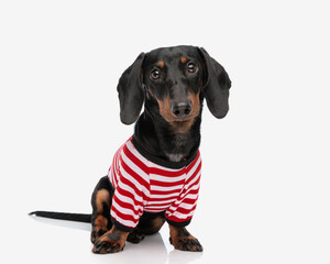 adorable wiener teckel dachshund dog looking at camera and sitting