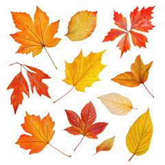 Diverse autumn leaves showcasing vibrant fall colors isolated on a transparent background