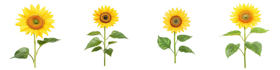 Obraz premium Four vibrant sunflowers with green leaves, isolated on a transparent background