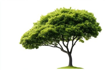 Fototapeta premium Green Tree Isolated on White Background Lush Foliage Natural Canopy
