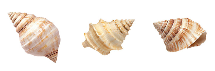 Obraz premium Three distinct seashells isolated on a transparent background