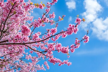 Pink cherry blossom branches against blue sky with white clouds. Springtime floral background