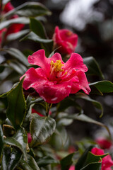 Red Moody Camellia