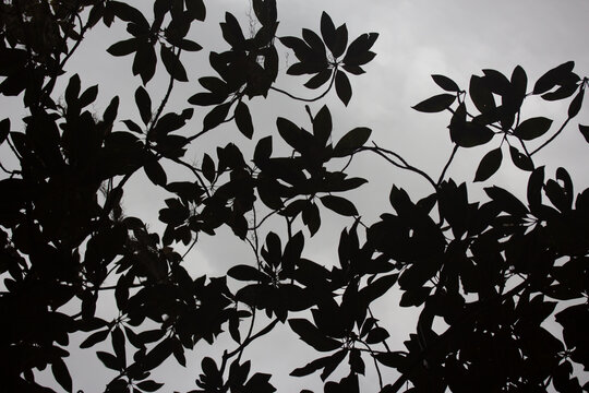 Pattern of Magnolia Leaves Shadow Against Water