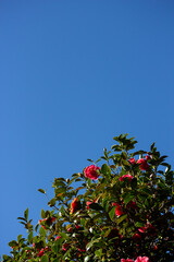 Camellias with Blue Sky