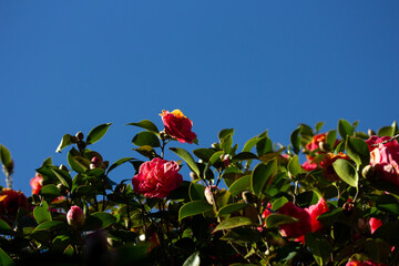 Red Camellias Against Blue Sky
