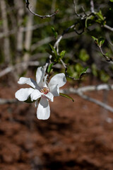 White flower on branch