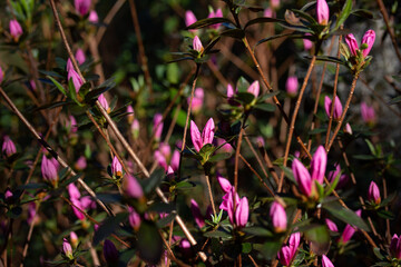 Budding Pink Azaleas