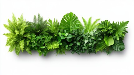 Fototapeta premium Green Leaves Border Isolated on White Background