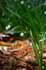 Snowdrop flower in garden