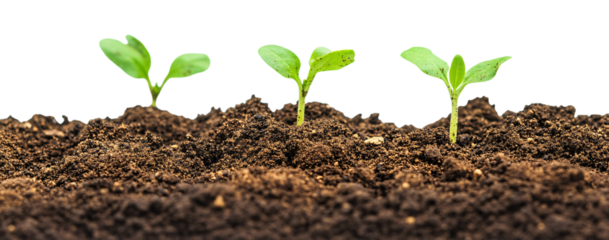 seedling, new life growing from germ bud, plant growth