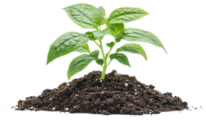 Young plant growing in soil, seedling environmental concept 