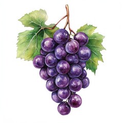 Fototapeta premium Purple Grapes with Vibrant Green Leaves