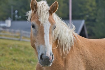 Obraz premium Cavallo avelignese con chioma primo piano in montagna