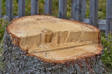 Taglio di albero con corteccia secolare nel bosco