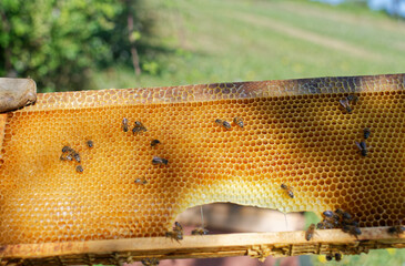 dordogne : Apiculteur au travail