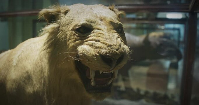 Stuffed Of Young Asiatic Lion Is Lion Population Of Subspecies Panthera Leo Leo. Conservation Status - Endangered. In Indian Culture Narasimha Or Man-lion Is Described As Fourth Incarnation Of Vishnu