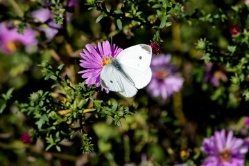 Small white butterfly (Pieris rapae) perched on a pink daisy in Zurich, Switzerland