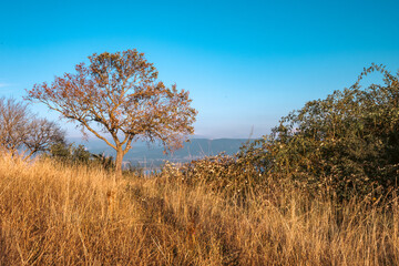 arbre solitaire dans la prairie sèche, mont Mourex