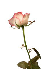 Obraz premium Pink and white beautiful rose isolated on a white background.