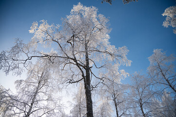 Winter Christmas Landscape with snowy Trees
