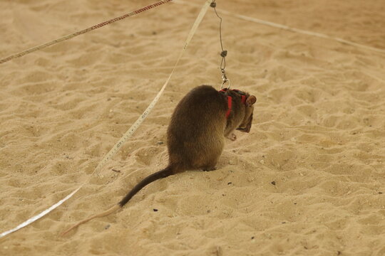  Vigilant Guardian of the Sands