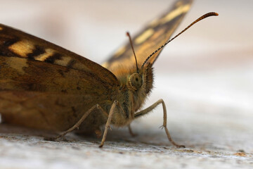 Low angle facial closeup on a Brown speckled butterfly, Pararge aegeria sitting on a garden table