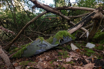 Asbestos sheet, grown with moss, illegally dumped in forest