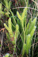 The shade-tolerant plant Lycopodium clavatum grows in nature