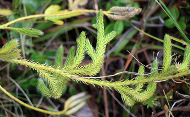 The shade-tolerant plant Lycopodium clavatum grows in nature