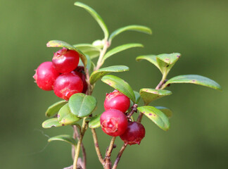 Cranberry berries (Vaccinium vitis-idaea) are ripening on the bush