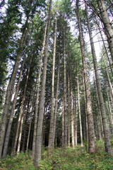Fototapeta premium European spruce (Picea abies) grows in the mountainous Carpathians in Ukraine