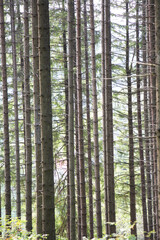 Fototapeta premium European spruce (Picea abies) grows in the mountainous Carpathians in Ukraine