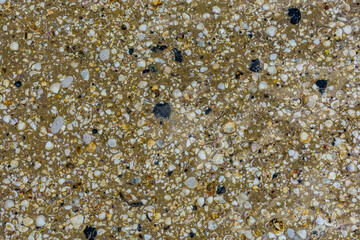 Background of the many sea shells. Natural pattern