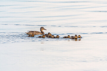 A family of ducks, a duck and its little ducklings are swimming in the water. The duck takes care of its newborn ducklings. Mallard, lat. Anas platyrhynchos