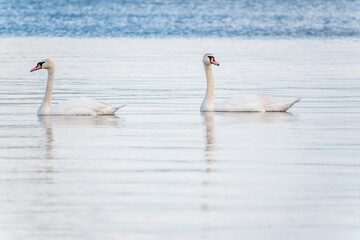 Two Graceful white Swans swimming in the lake, swans in the wild