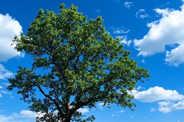 Obraz premium Tall Tree with Lush Green Foliage Against a Blue Sky with Fluffy White Clouds