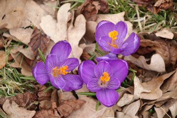 Three purple crocus flowers