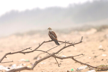 This captivating photograph features a Brahminy Kite soaring over the landscapes of Odisha. With its chestnut brown body and contrasting white head, the bird’s graceful flight against the clear skies 