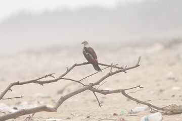This captivating photograph features a Brahminy Kite soaring over the landscapes of Odisha. With its chestnut brown body and contrasting white head, the bird’s graceful flight against the clear skies 
