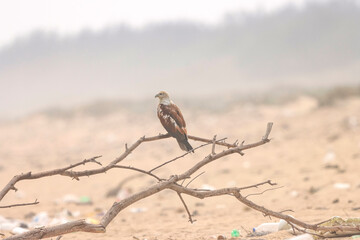 This captivating photograph features a Brahminy Kite soaring over the landscapes of Odisha. With its chestnut brown body and contrasting white head, the bird’s graceful flight against the clear skies 