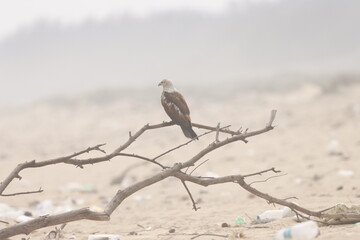 This captivating photograph features a Brahminy Kite soaring over the landscapes of Odisha. With its chestnut brown body and contrasting white head, the bird’s graceful flight against the clear skies 