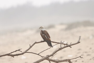 This captivating photograph features a Brahminy Kite soaring over the landscapes of Odisha. With its chestnut brown body and contrasting white head, the bird’s graceful flight against the clear skies 
