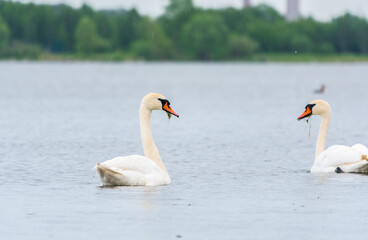 Two Graceful white Swans swimming in the lake, swans in the wild