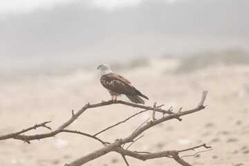 This captivating photograph features a Brahminy Kite soaring over the landscapes of Odisha. With its chestnut brown body and contrasting white head, the bird’s graceful flight against the clear skies 