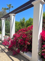 Pink oleander flowers blossom in garden on the territory of the hotel in Cyprus. Tropical oleander nerium against sunny blue sky.	