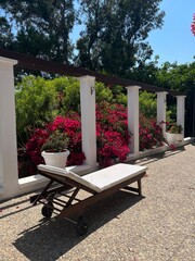 Pink oleander flowers blossom in garden on the territory of the hotel in Cyprus. Tropical oleander...