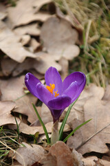 A purple crocus flower